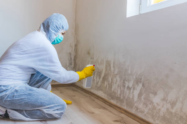 Professional mold removal team in Danvers